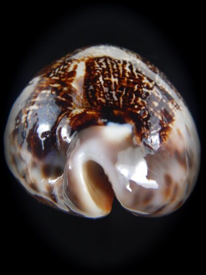 Leporicypraea mappa curvati ... DARK ... 74.70 mm Gem-73271