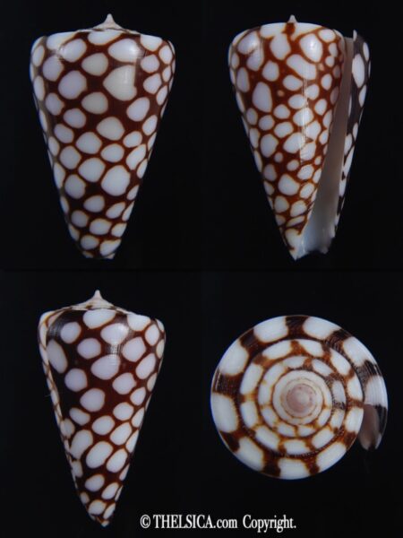 Eugeniconus marchionatus 33.91 mm Gem-0