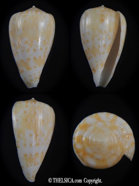 Floraconus gabelishi 29.99 mm F+++/Gem -0