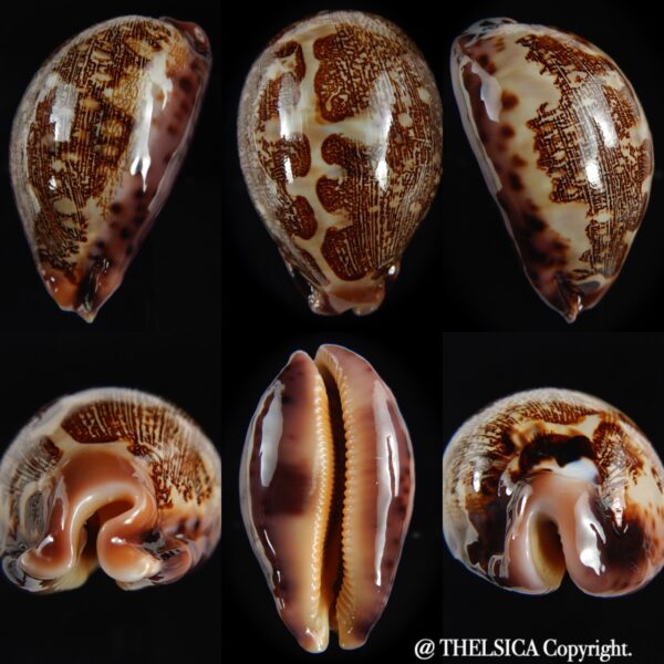 Leporicypraea mappa ... Dwarf dark pattern ... 62.26 mm Gem-0
