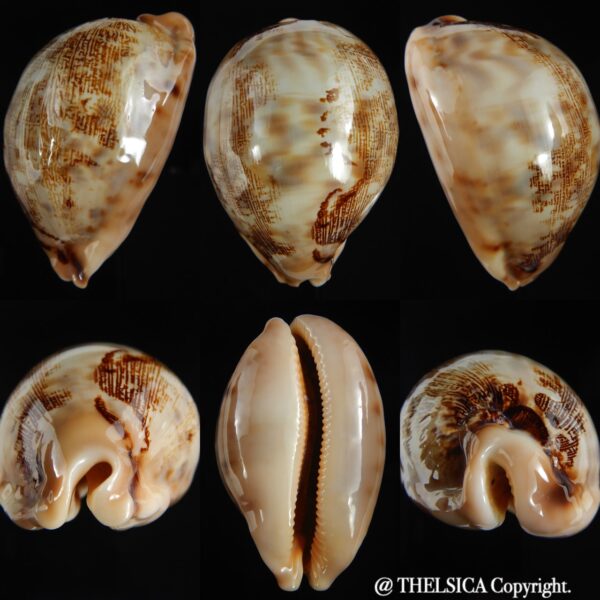 Leporicypraea mappa ... SP pattern ... 74.98 mm Gem-0