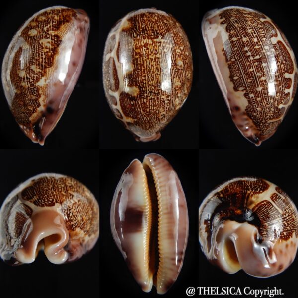 Leporicypraea mappa 79.88 mm Gem-0