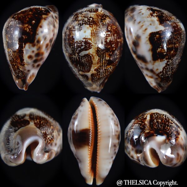 Leporicypraea mappa curvati ... DARK ... 74.70 mm Gem-0