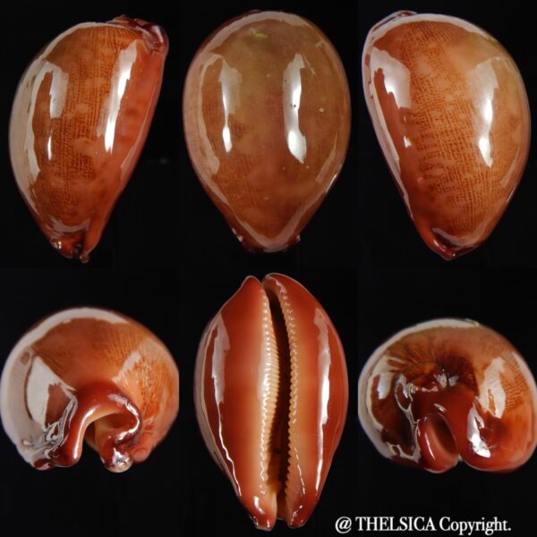 Leporicypraea mappa panerythra 67.91 mm F+++-0
