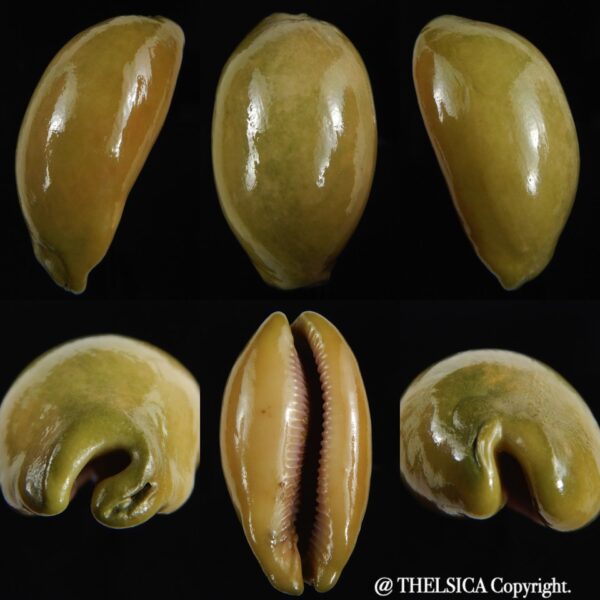 Lyncina carneola ... Green glazed ... 60.39 mm-0
