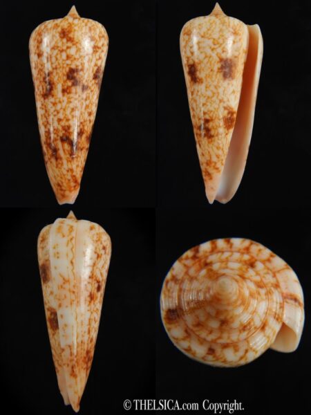 Phasmoconus neptunus 62.26 mm Gem -0