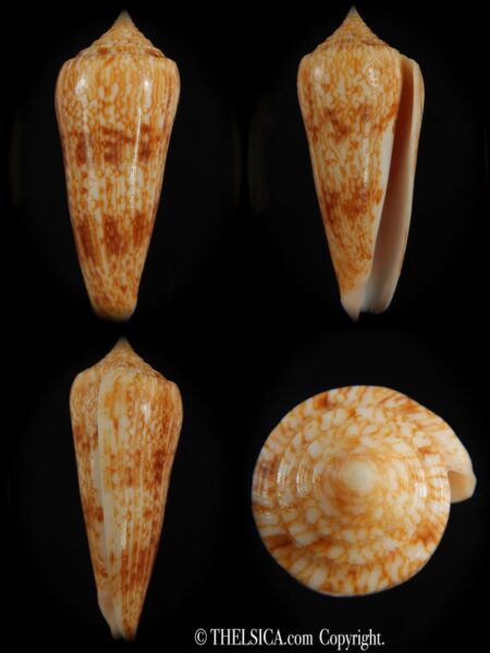 Phasmoconus neptunus 62.36 mm Gem-0