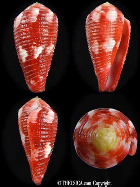 Rhizoconus pertusus amabilis ....Giant ... 41.60 mm Gem-0