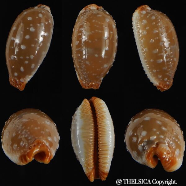 Staphylaea limacina staphylaeformis ... Giant ... 36.91 mm Gem -0