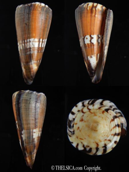 Strategoconus generalis ... GIANT... 94.32 mm F+++ -0