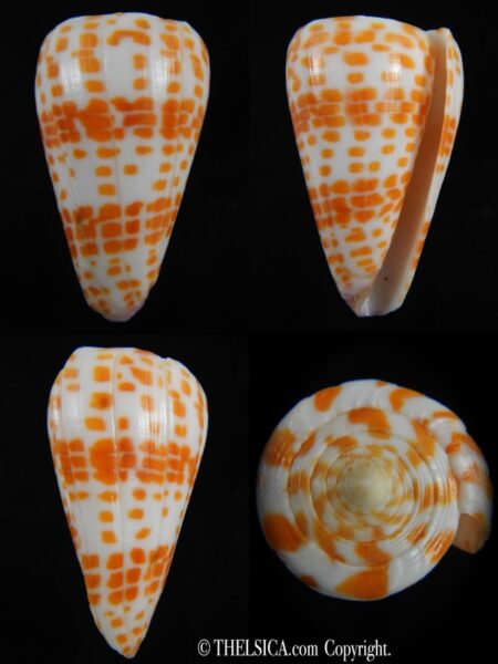 Tesselliconus tessullatus 57.44 mm F+++/Gem-0