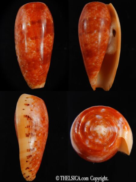 Textilia bullatus bullatus .. GIANT ... 74.67 mm Gem -0