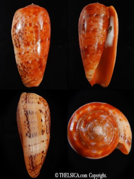 Textilia bullatus bullatus .. SUPER GIANT ... 80.55 mm Gem-0