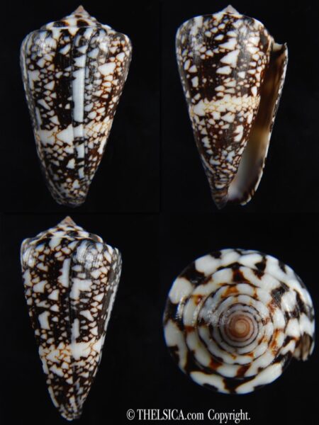 Ximeniconus locumtenens 46 mm Gem-0