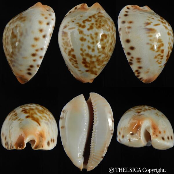 Zoila jeaniana jeaniana ..White ... 64.65 mm Gem-0