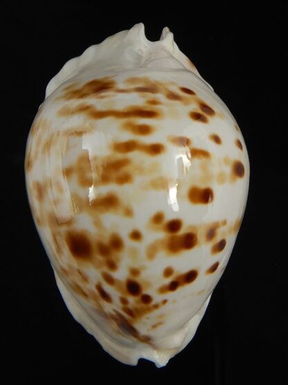 Zoila orientalis raybaudi 57.23 mm Gem-72626