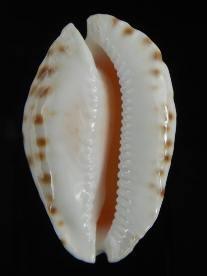 Zoila orientalis raybaudi 57.23 mm Gem-72624
