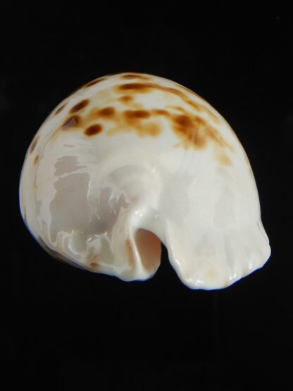 Zoila orientalis raybaudi 57.23 mm Gem-72622