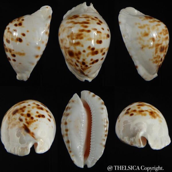 Zoila orientalis raybaudi 57.23 mm Gem-0