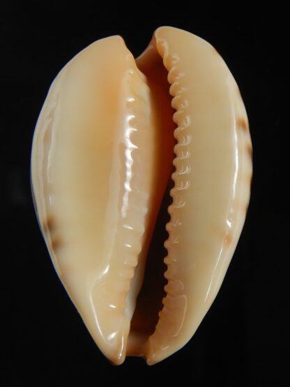 Zoila perlae perlae 42.09 mm Gem-72597
