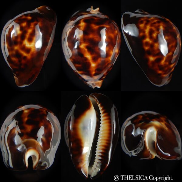 Zoila thersites thersites 67.69 mm Gem-0