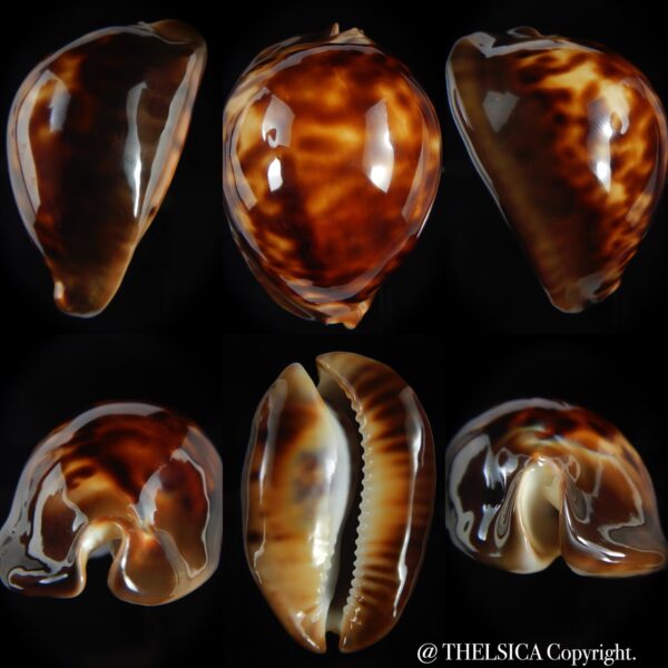 Zoila thersites thersites 70.99 mm Gem-0