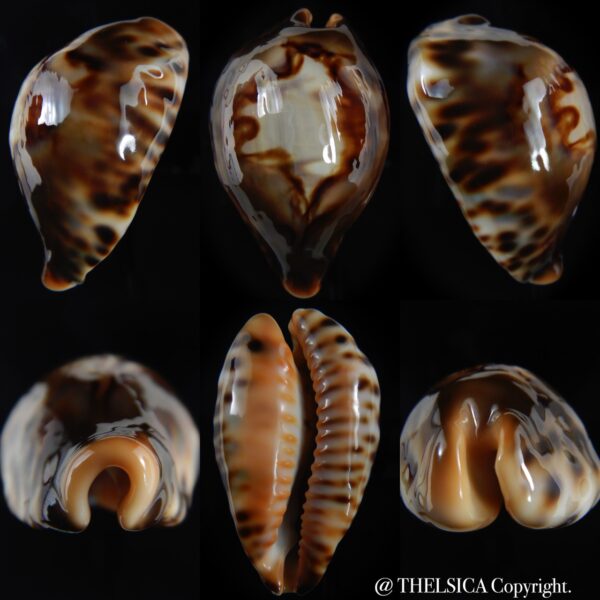 Afrozoila fultoni fultoni "miniatra" 65.78 mm Gem-0