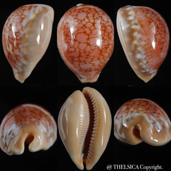 Callistocypraea broderipii..80.96 mm Gem-0
