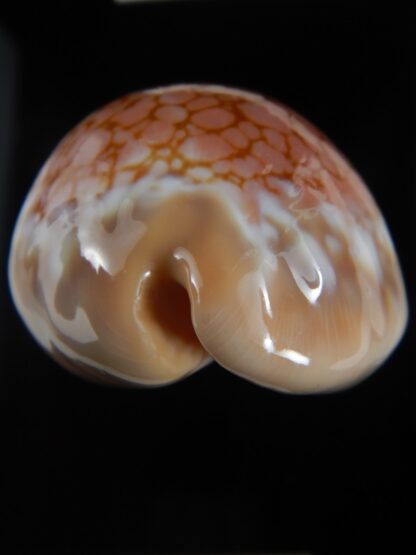 Callistocypraea broderipii..80.96 mm Gem-74293