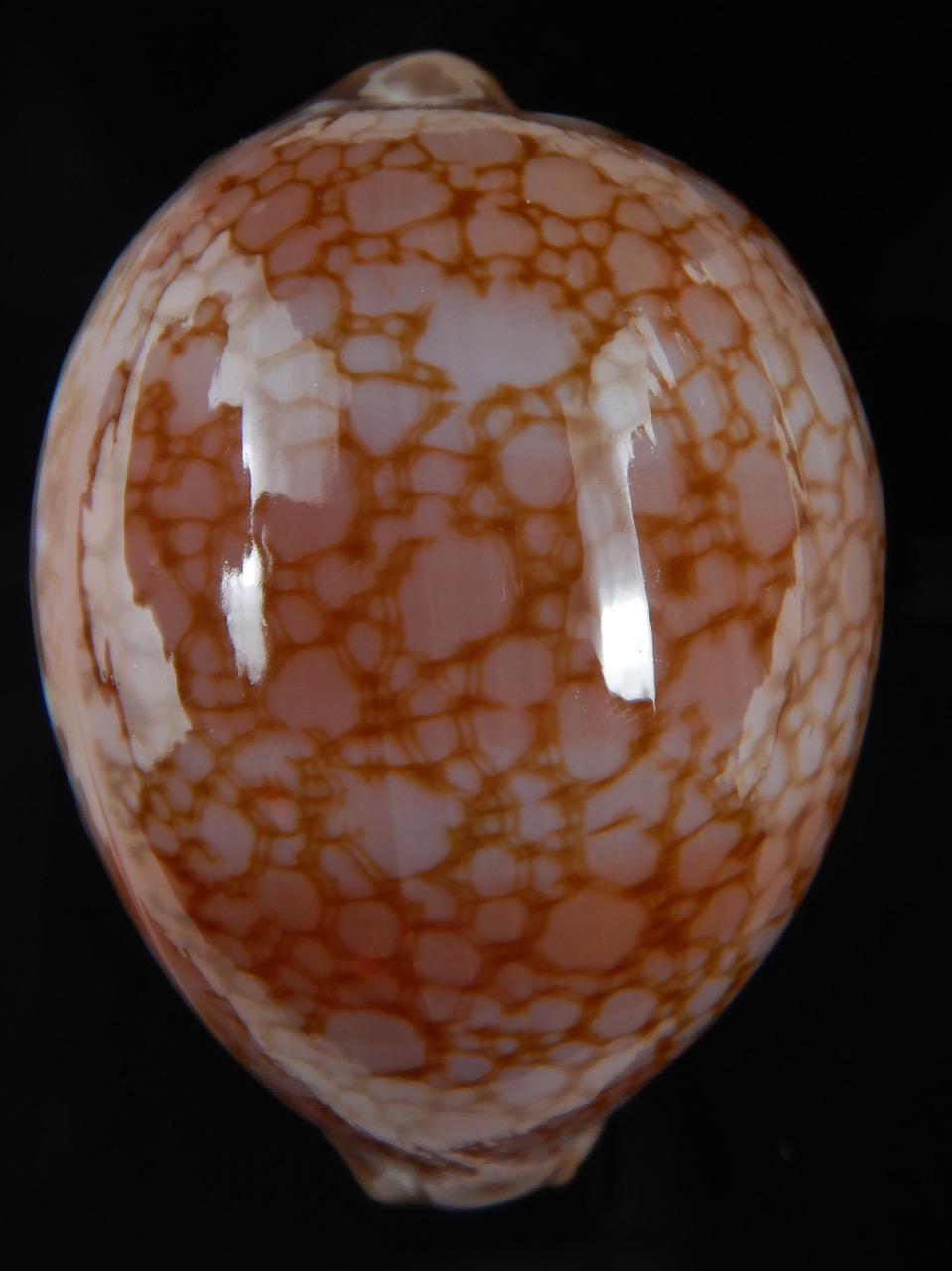 Callistocypraea broderipii.." Chocolat" 81.87 mm Gem-74309