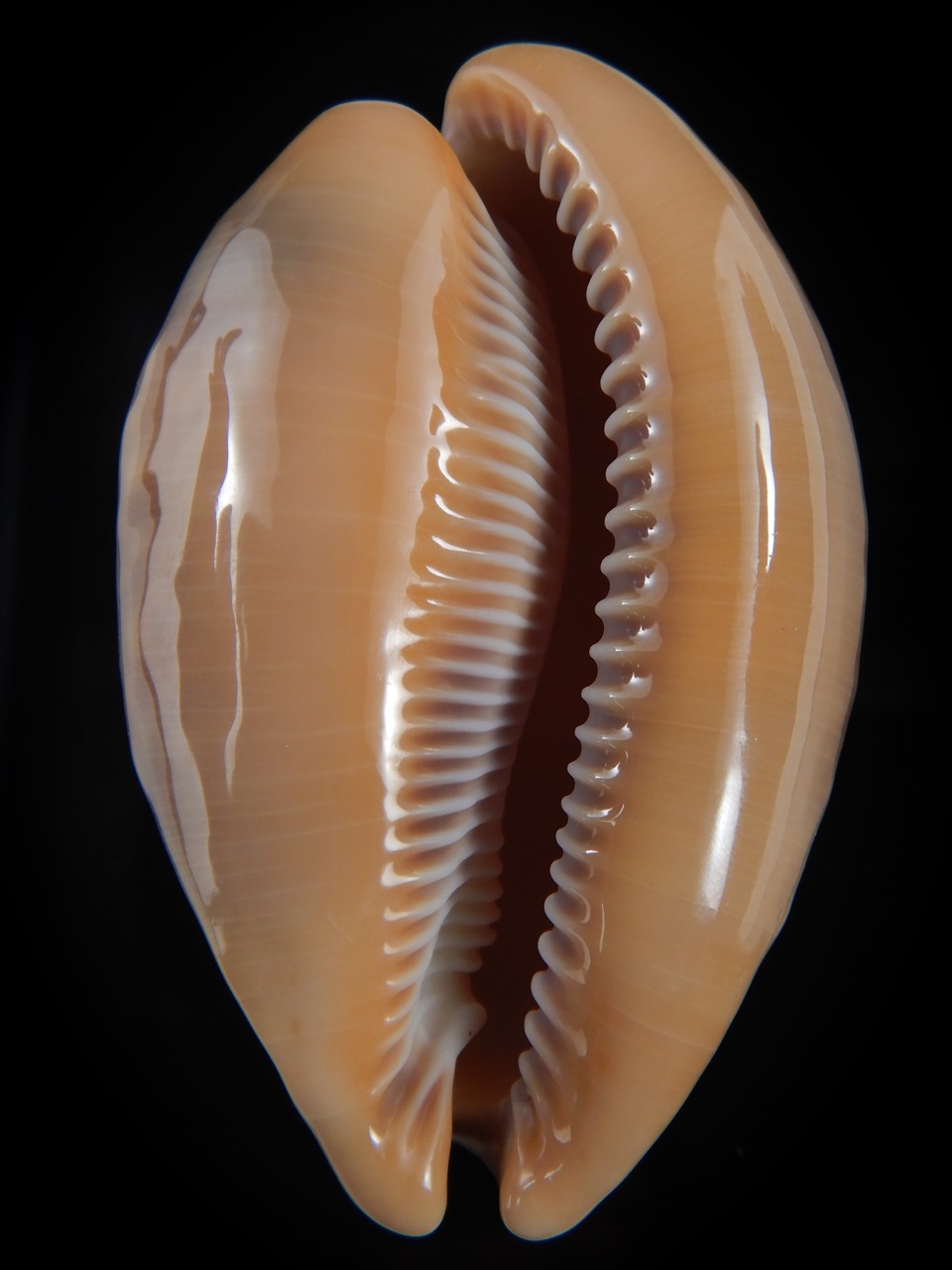 Callistocypraea broderipii.." Chocolat" 81.87 mm Gem-74310