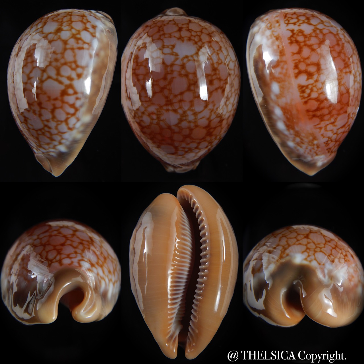 Callistocypraea broderipii.." Chocolat" 81.87 mm Gem-0