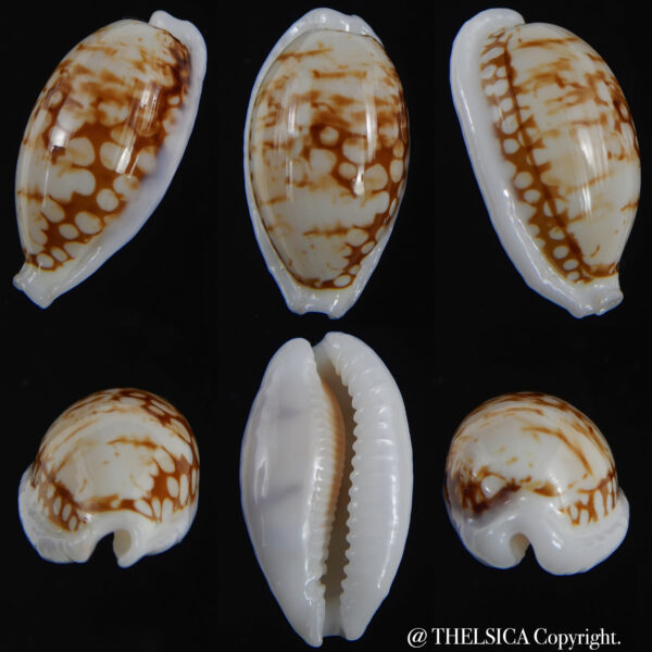 Ctibrarula cribraria cribraria " SP pattern " 29.63 mm Gem-0
