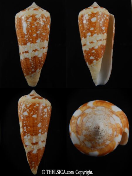 Cylinder ammiralis temnes 79.83 mm F+++/Gem-0