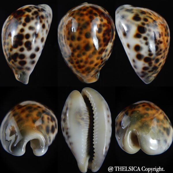Cypraea tigris pardalis ..SP Colour... 73.07 mm Gem -0