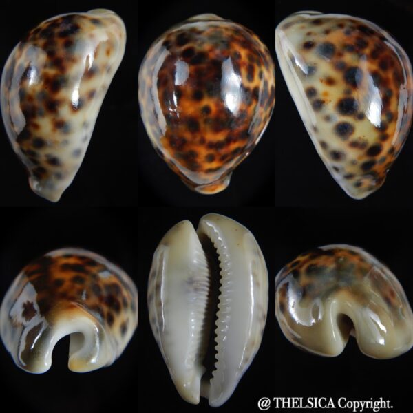 Cypraea tigris pardalis ..SP Colour... 74.90 mm Gem-0