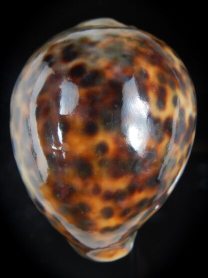 Cypraea tigris pardalis ..SP Colour... 74.90 mm Gem-74483