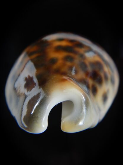 Cypraea tigris pardalis ..SP Colour... 74.90 mm Gem-74482