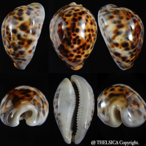 Cypraea tigris pardalis ..SP Colour... 78 mm Gem-0