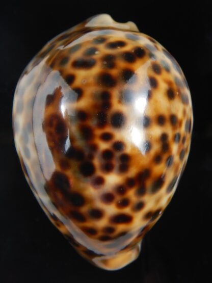 Cypraea tigris pardalis ..SP Colour... 78 mm Gem-74497