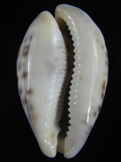 Cypraea tigris pardalis ..SP Colour... 78 mm Gem-74496