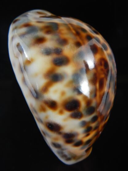 Cypraea tigris pardalis ..SP Colour... 78 mm Gem-74498