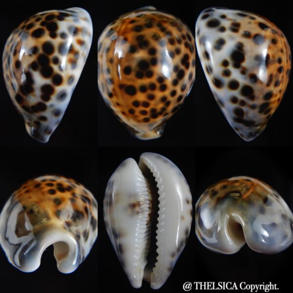 Cypraea tigris pardalis ..SP Colour... 80.60 mm Gem-0