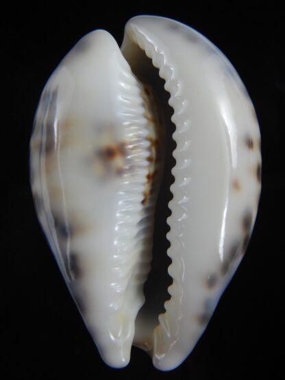 Cypraea tigris pardalis ..SP Colour... 80.60 mm Gem-74510