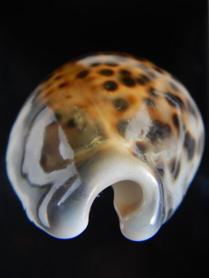 Cypraea tigris pardalis ..SP Colour... 80.60 mm Gem-74514