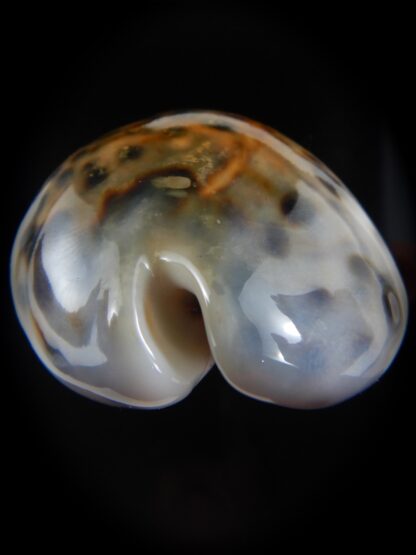 Cypraea tigris pardalis ..SP Colour... 80.60 mm Gem-74512