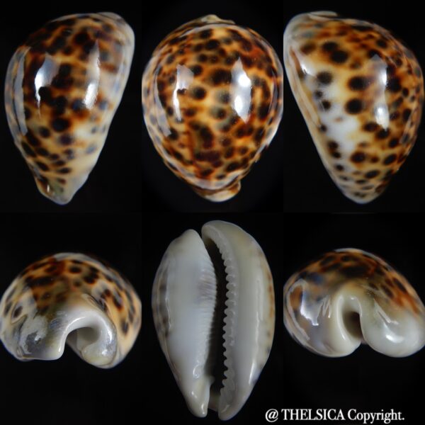 Cypraea tigris pardalis ..SP Colour... 80.61 mm Gem-0