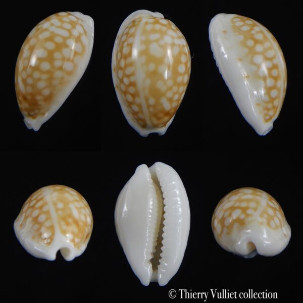 Cribrarula catholicorum 15.08 mm Gem-0