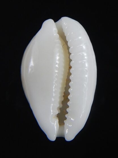 Cribrarula catholicorum 15.08 mm Gem-73729