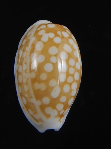 Cribrarula catholicorum 14.75 mm Gem-73746